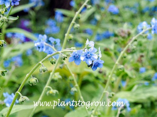 Chinese Forget Me Not (Cynoglossum amabile)